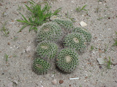 Mammillaria karwinskiana karwinskiana