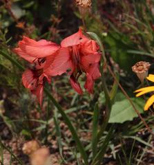 Gladiolus meliusculus