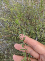 Spiraea hypericifolia