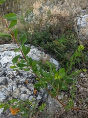 Spiraea hypericifolia
