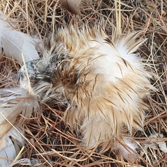 Hieraaetus pennatus
