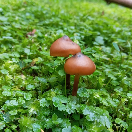 Psilocybe muliercula