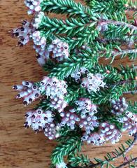 Erica stylaris