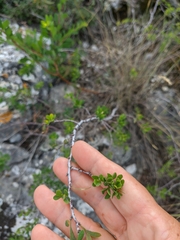Spiraea hypericifolia