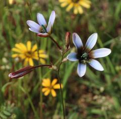 Ixia monadelpha
