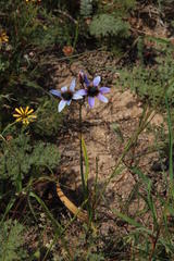 Ixia monadelpha