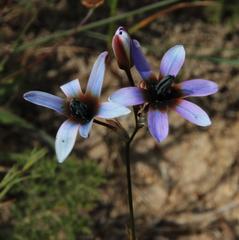 Ixia monadelpha
