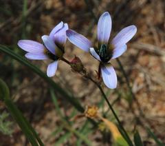 Ixia monadelpha