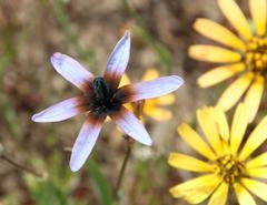 Ixia monadelpha