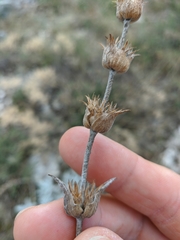 Sideritis catillaris