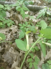 Aristolochia lutea