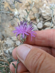 Centaurea sterilis