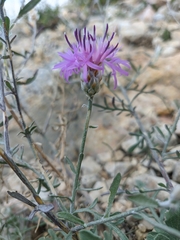 Centaurea sterilis