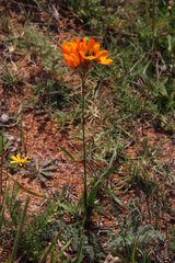 Ixia maculata