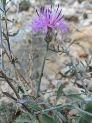 Centaurea sterilis