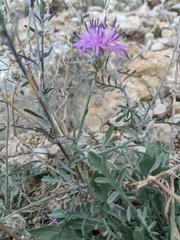 Centaurea sterilis