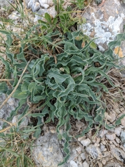 Takhtajaniantha crispa
