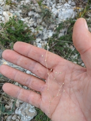 Arenaria leptoclados