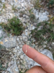 Arenaria leptoclados