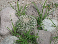 Mammillaria karwinskiana karwinskiana