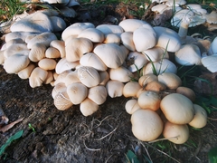 Cyclocybe aegerita