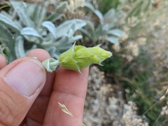 Sideritis catillaris
