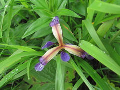 Iris colchica