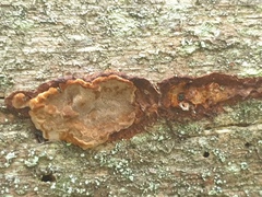 Phellopilus nigrolimitatus