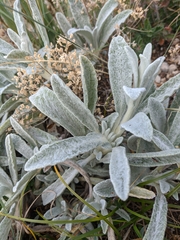 Sideritis catillaris