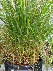 Carex virgata