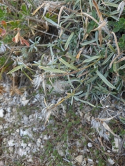 Convolvulus calvertii