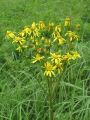 Tephroseris integrifolia