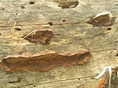Phellopilus nigrolimitatus