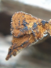 Phellopilus nigrolimitatus