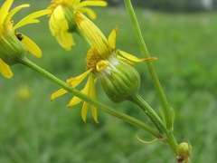 Tephroseris integrifolia