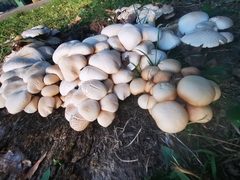 Cyclocybe aegerita