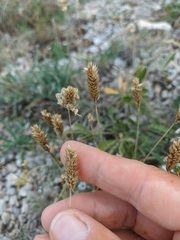 Phleum montanum