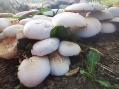 Cyclocybe aegerita