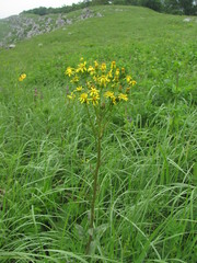 Tephroseris integrifolia