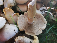 Cyclocybe aegerita