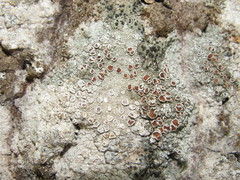 Lecanora argentata