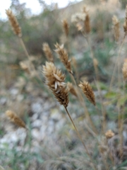 Phleum montanum