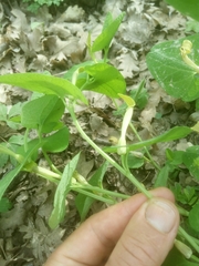 Aristolochia lutea