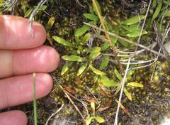 Breutelia substricta