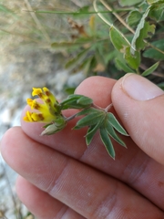 Anthyllis vulneraria polyphylla