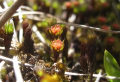 Breutelia substricta