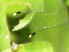 Chlorolestes tessellatus