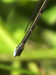 Chlorolestes tessellatus