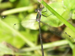 Chlorolestes tessellatus