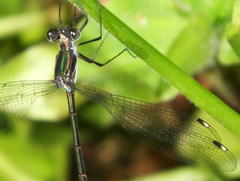 Chlorolestes tessellatus